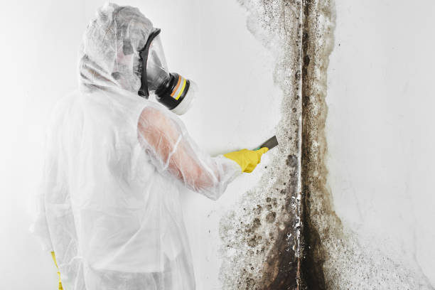 Best Mold Removal Specialists  in Lookout Mountain, TN