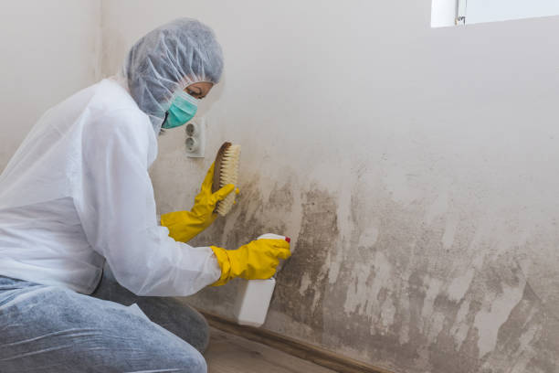 Best Mold Damage Repair  in Lookout Mountain, TN