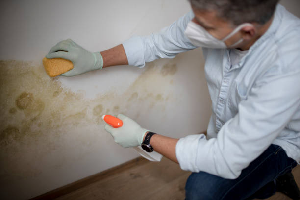 Best Professional Mold Removal  in Lookout Mountain, TN