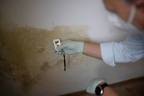 Best Commercial Mold Removal  in Lookout Mountain, TN