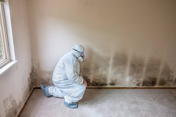 Best Toxic Mold Removal  in Lookout Mountain, TN