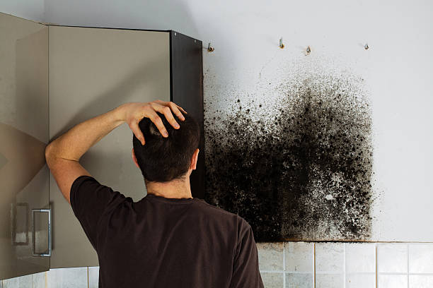 Best Fast Mold Removal  in Lookout Mountain, TN